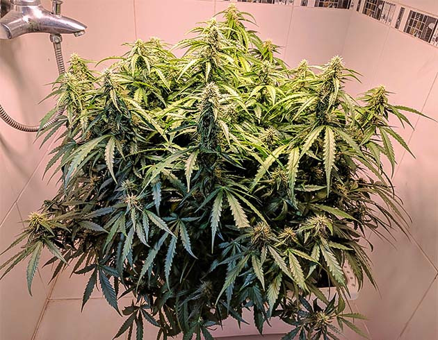 Куст Johnny Cage Auto на цветении Цветение куста Johnny Cage Auto