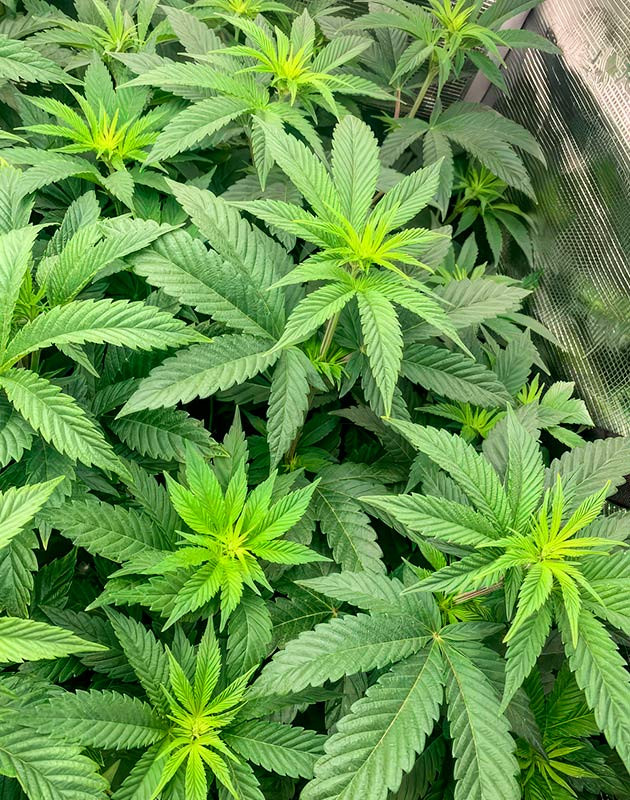 Конопля на 5 неделе роста
