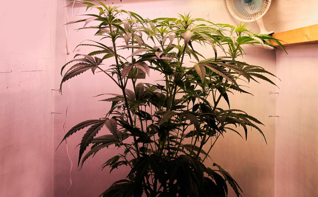 Тонкие сверху и широкие снизу листья на кусте