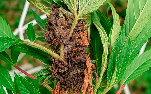 Грибковые инфекции