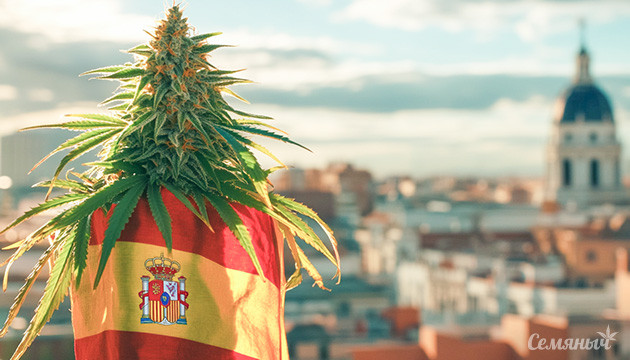 Конопля в Испании
