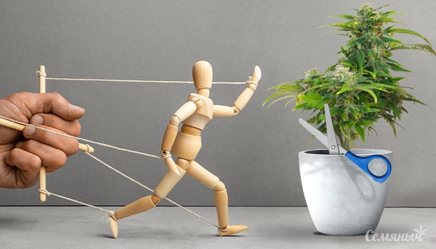 Польза марихуаны при борьбе с зависимостями