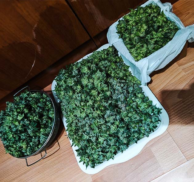 Сбор урожая с кустов Dozy Doz