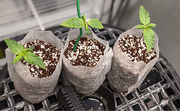 Проращивание семян конопли Gelato Auto