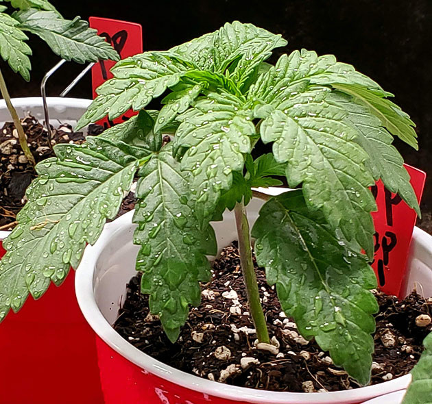 Выращивание конопли Power Plant X