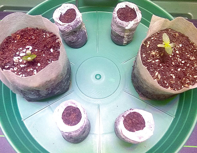 Уход за саженцами Vanilla Frosting