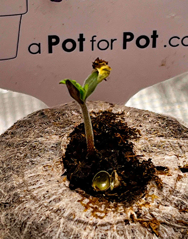 Росток сорта Bruce Banner Autoflower