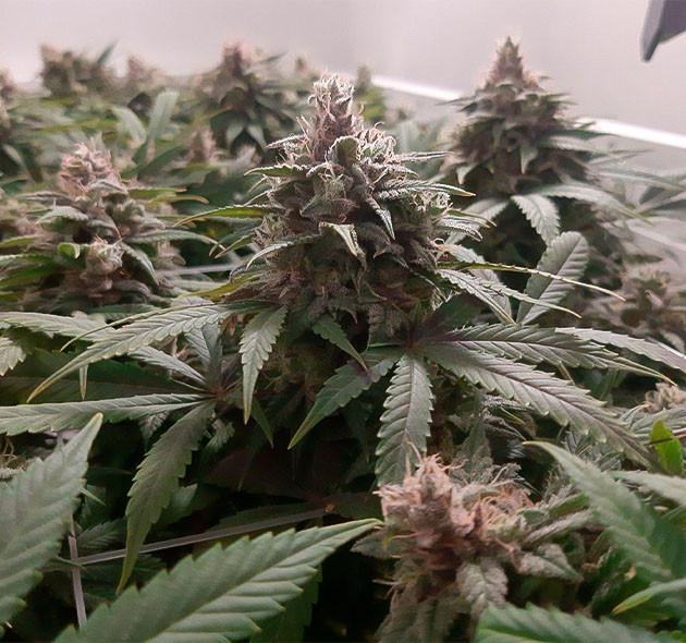 Регулировка температуры и влажности Предхарвест кустов Glue Sherbet