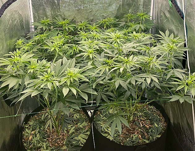 Начало цветения King's Juice от GHS