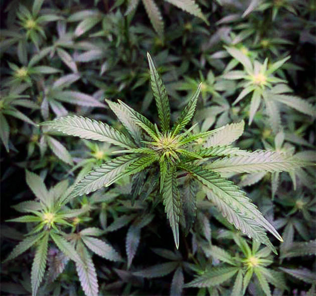 Рост куста на седьмой неделе Blueberry Muffin: последняя дефолиация