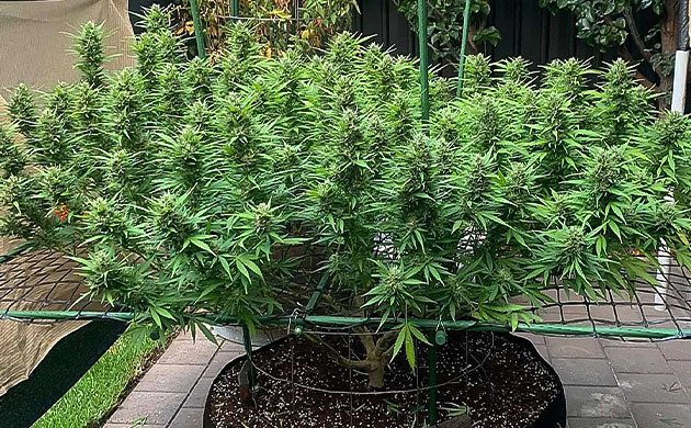 Метод ScrOG Сетка ScrOG