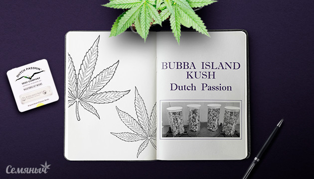 Гроурепорт сорта Bubba Island Kush fem от Dutch Passion