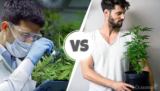 Всё о выращивании марихуаны Выращивание конопли: хобби и наука