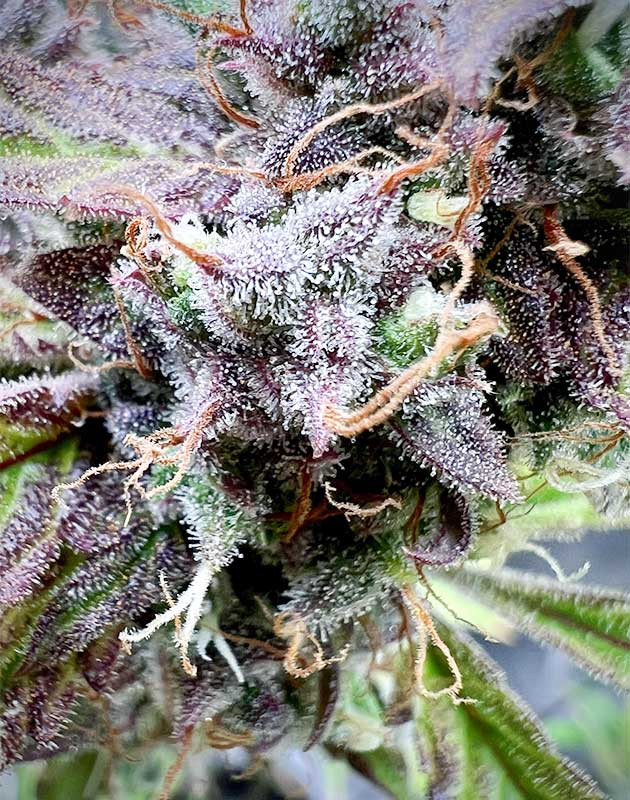 Medusa F1 Auto: обзор пятой недели цветения