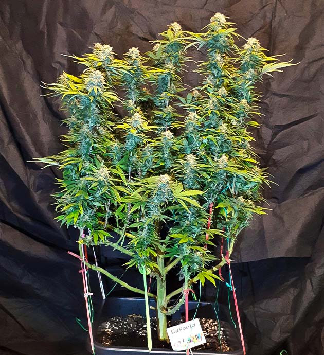 Достижение 65 сантиметров и дефолиация