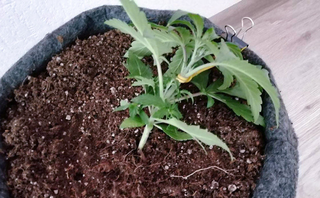 Сгибание стебля с помощью зажимов и резинок