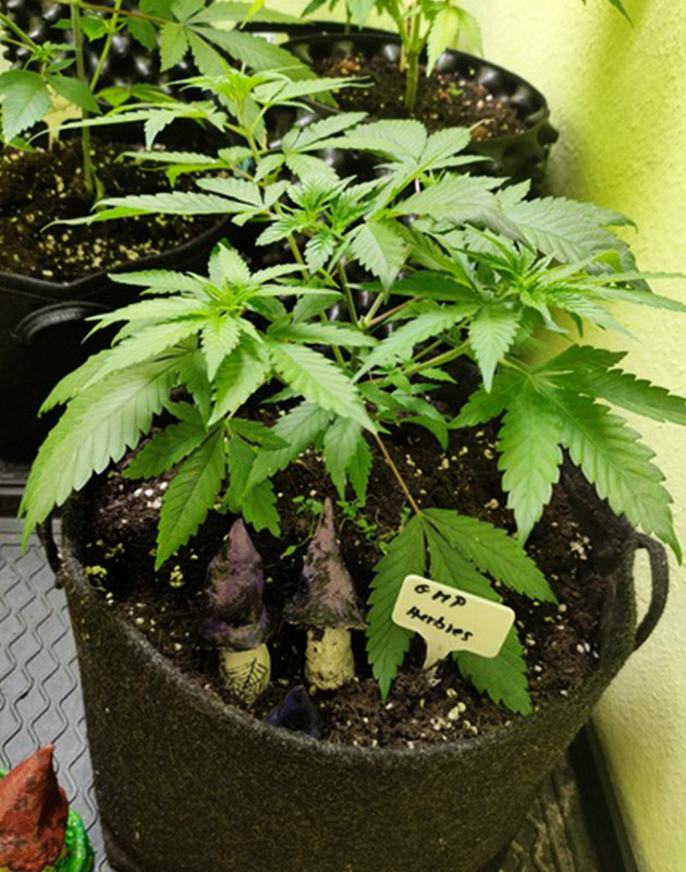 Шестая неделя стадии вегетации Каннабис в боксе для цветения