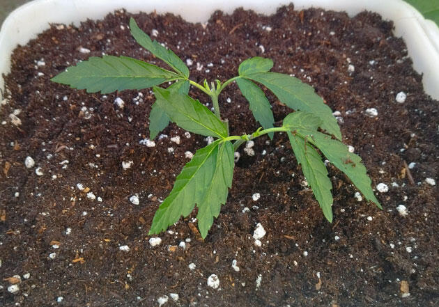 Подкормка каннабиса при увеличении объёма грунта