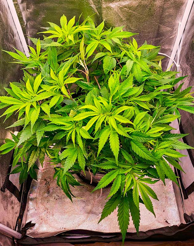 6 неделя роста Cap Junky