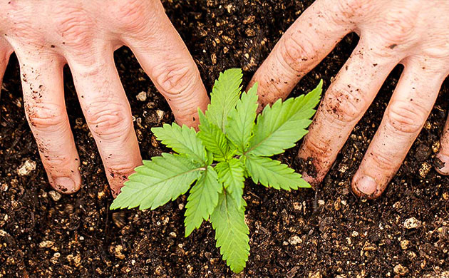 Хороший грунт