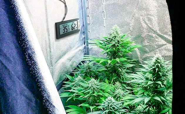 Следите за густотой листвы Следите за густотой листвы