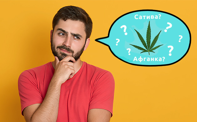 Сатива Афганка