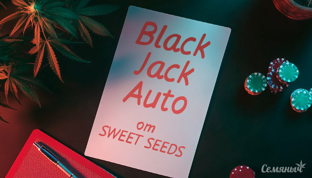 Гроурепорт сорта Black Jack Auto fem от Sweet Seeds