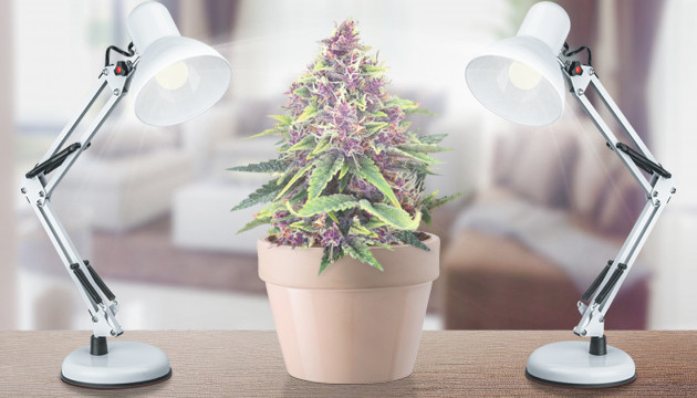 Освещение марихуаны