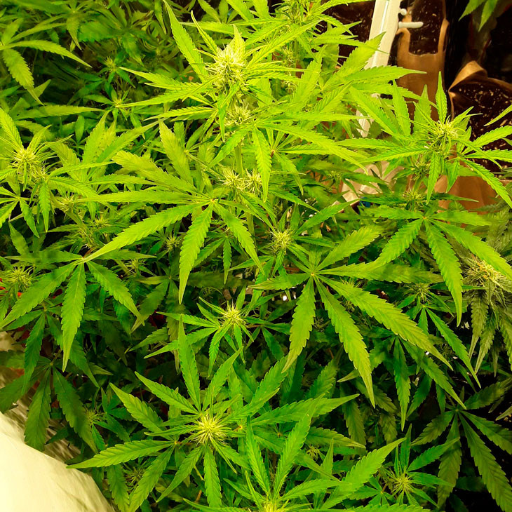 Пересадка марихуаны Формирование шишек Auto New York City на шестой неделе выращивания