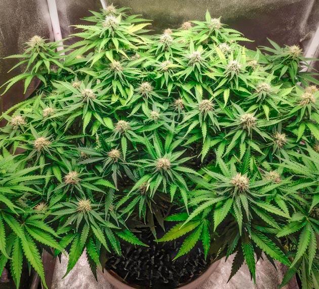 Куст на 4 неделе цветения Куст Super Silver Haze от Green House Seeds на 10 неделе