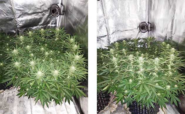 Куст усыпанный соцветиями Куст высотой 70 см