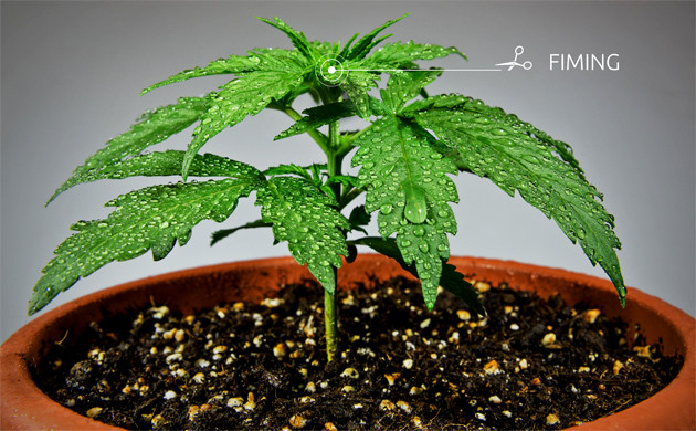 Тренировка куста каннабиса методом Fuck I Missed 