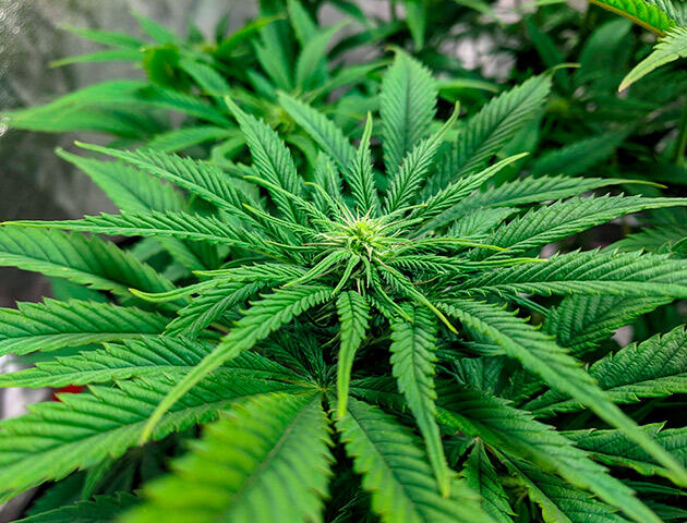 Активное цветение Jack Herer