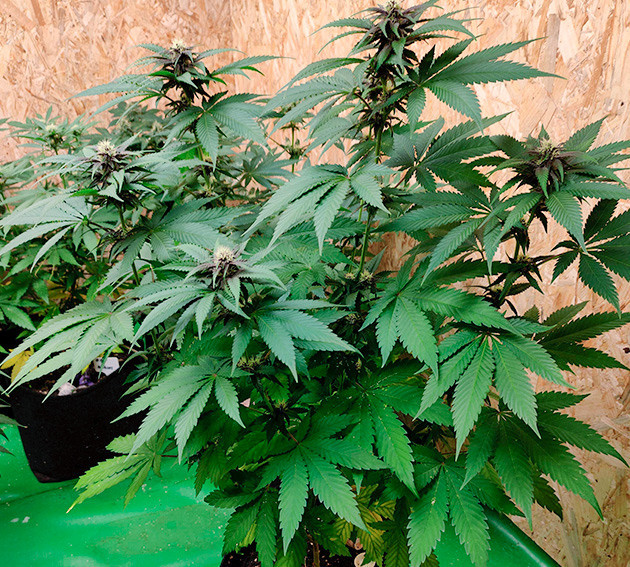 Появление фиолетового цвета у соцветий