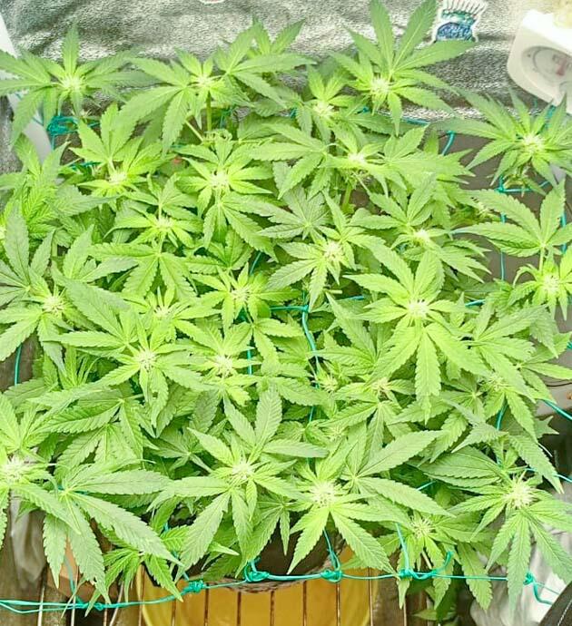 Конопля в ScrOG на активной стадии цветения Каннабис на цветении после частичной дефолиации