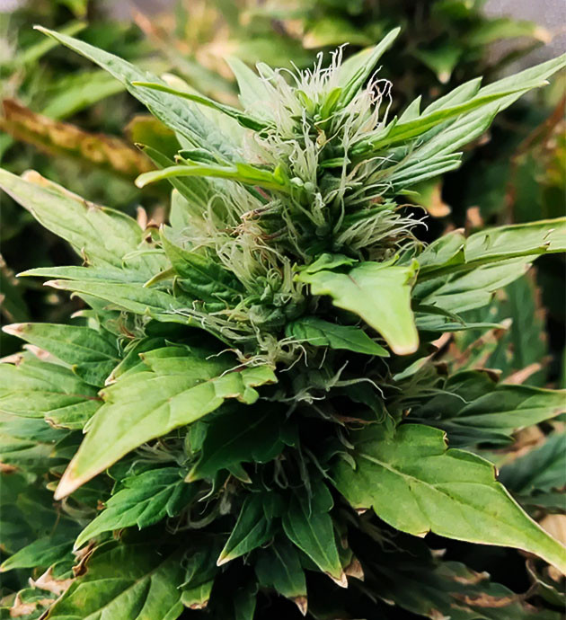 Развитие куста на 12 неделе Соцветие с белыми пестиками на 12 неделе выращивания