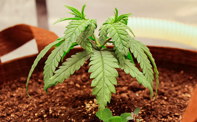 Проращивание семян конопли Sugar Bomb Punch