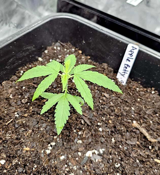 Росток Apple Betty от Herbies Seeds на 2 неделе выращивания