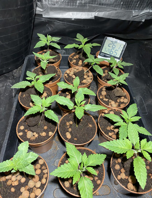 10 см роста на второй неделе 15 горшков с растишками в гроубоксе