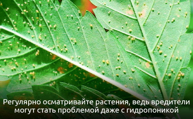 Вредители конопли в гидропонике