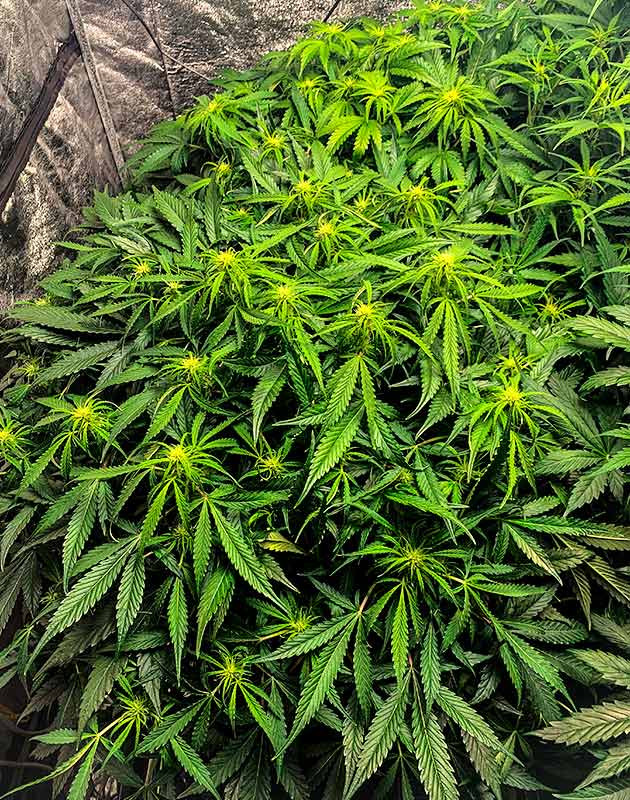 Перевод на цветение растения Auto Cinderella Jack Стимуляция цветения сорта Auto Cinderella Jack