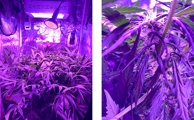 Появление соцветий на кусте