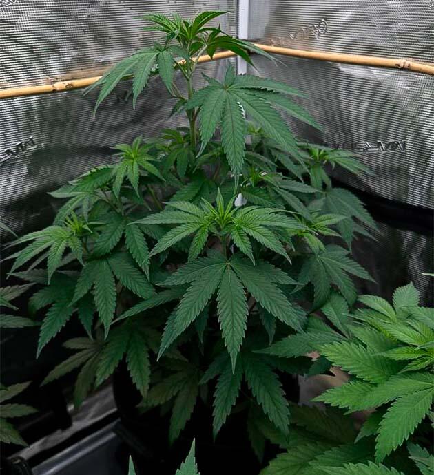 Ускорение роста и подготовка к стадии цветения Конопля ростом 45 см