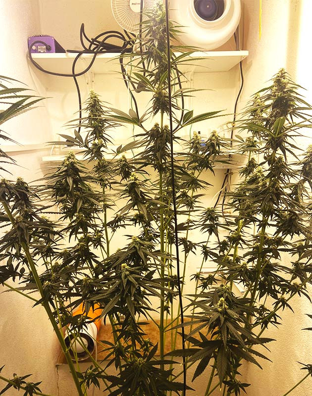 Куст конопли усыпанный соцветиями