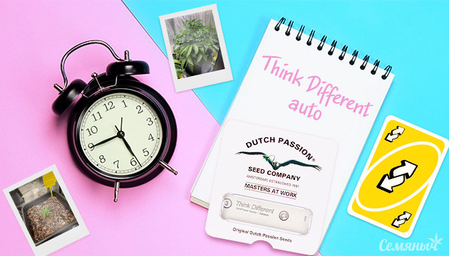 Гроурепорт сорта Think Different auto