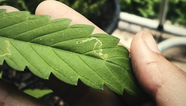 Личинки насекомых