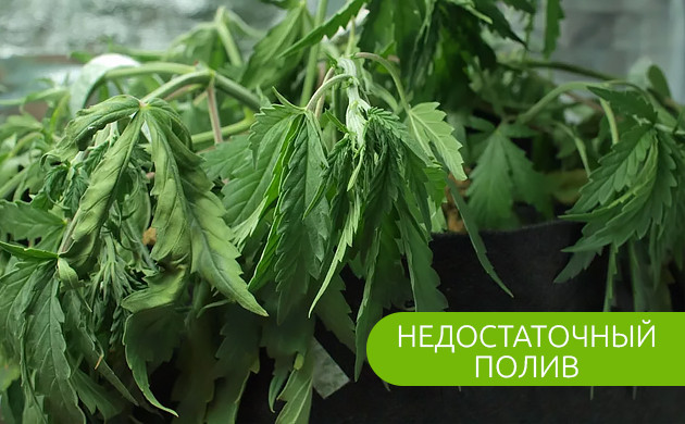 Листья конопли при недостаточном поливе Внешний вид конопли при недостатоке влаги