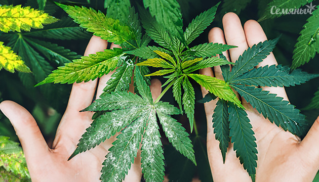 Заболевание листьев конопли