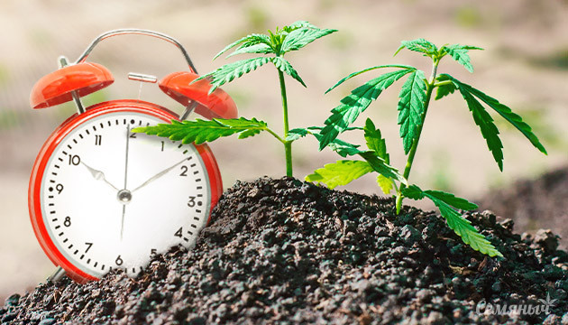 Автоцветущий сорт каннабиса