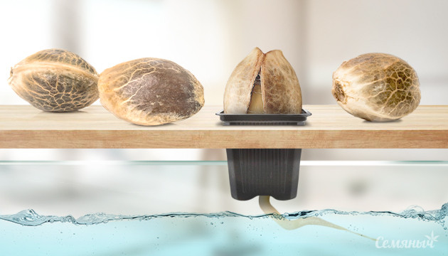 Семена в гидропонике